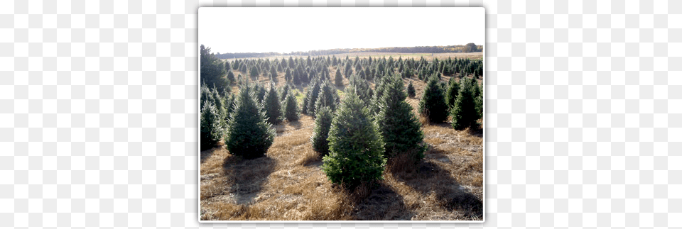 Balsam Fir Very Popular Christmas Tree Fraser Fir, Pine, Plant, Conifer, Vegetation Free Png Download
