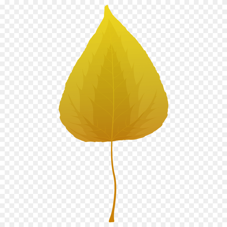 Balsam Poplar Autumn Leaf Clipart, Plant Png Image