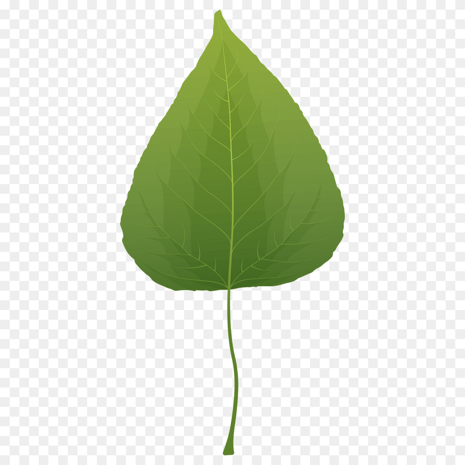 Balsam Poplar Spring Leaf Clipart, Plant, Tree Free Png Download