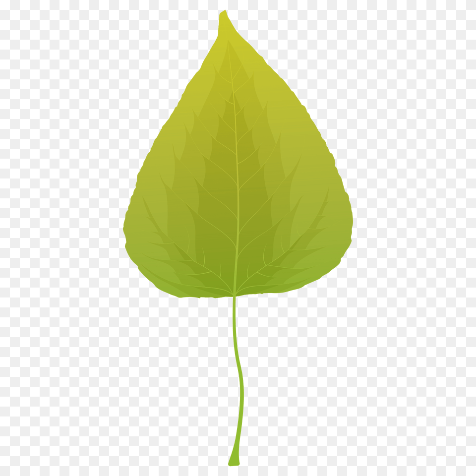 Balsam Poplar Summer Leaf Clipart, Plant Free Transparent Png