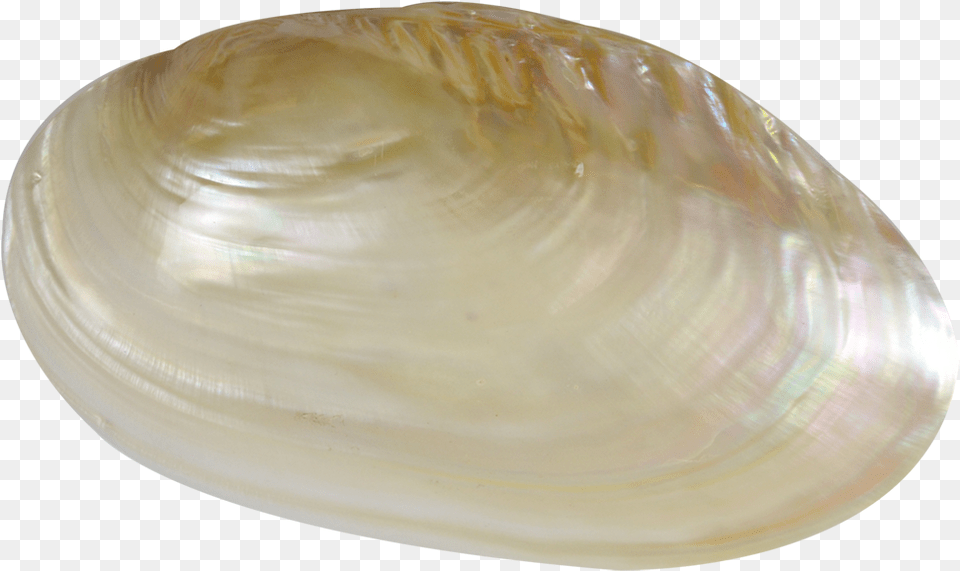 Baltic Clam, Animal, Food, Invertebrate, Sea Life Png Image