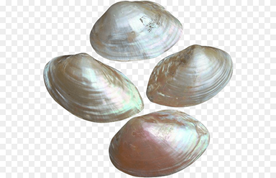 Baltic Clam, Animal, Food, Invertebrate, Sea Life Free Transparent Png