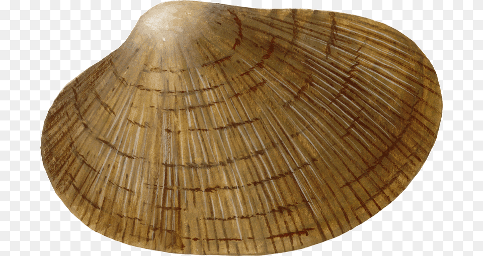 Baltic Clam, Animal, Food, Invertebrate, Sea Life Free Png