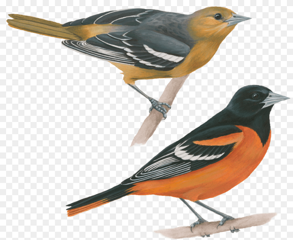 Baltimore Oriole, Animal, Bird, Finch, Beak Free Png