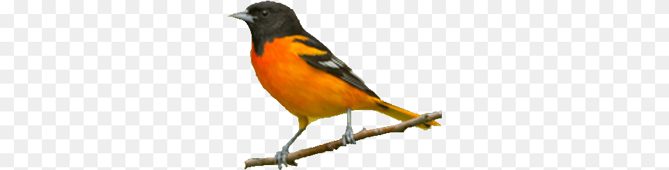 Baltimore Oriole Bird, Animal, Finch Png Image