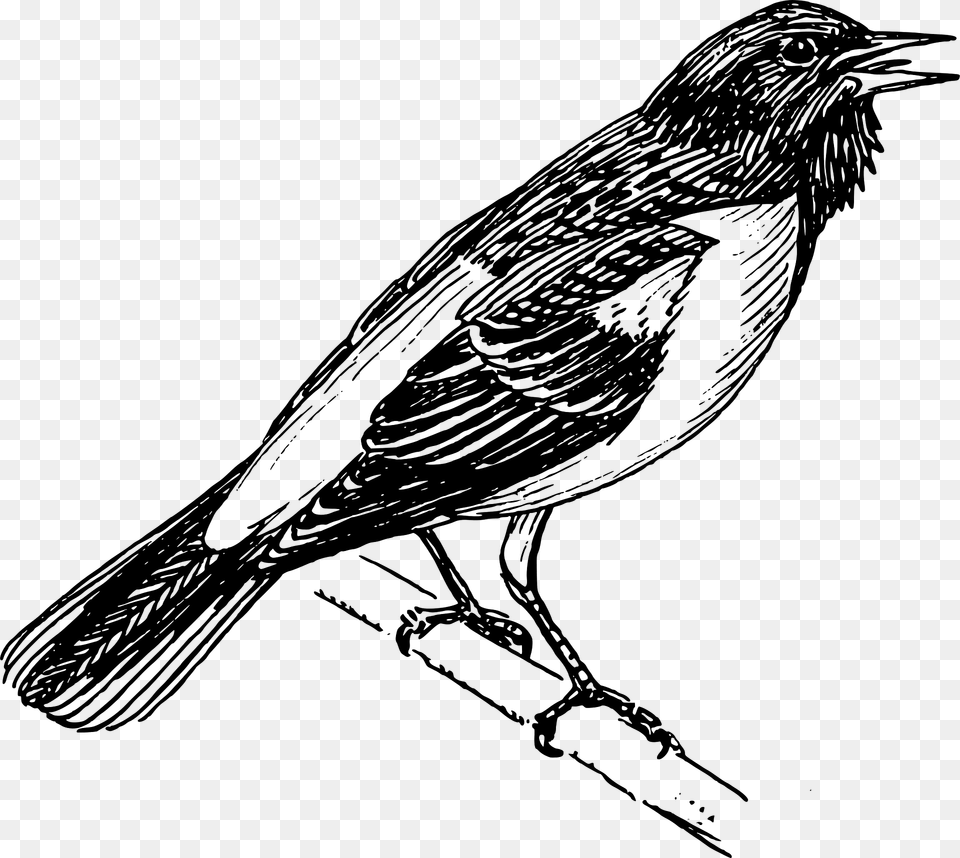 Baltimore Oriole Clipart, Animal, Bird, Blackbird Free Png Download