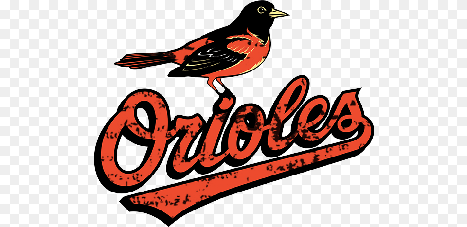 Baltimore Orioles 2009 Present Primary Logo Distressed Baltimore Orioles, Animal, Bird, Blackbird, Beverage Png