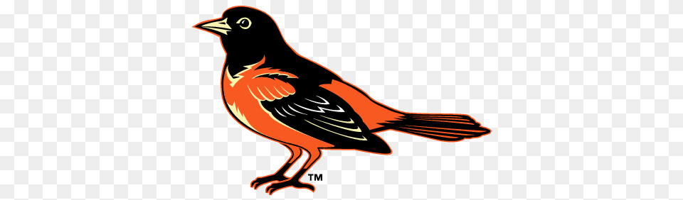 Baltimore Orioles Simboli Logo Gratis, Animal, Beak, Bird, Finch Free Png