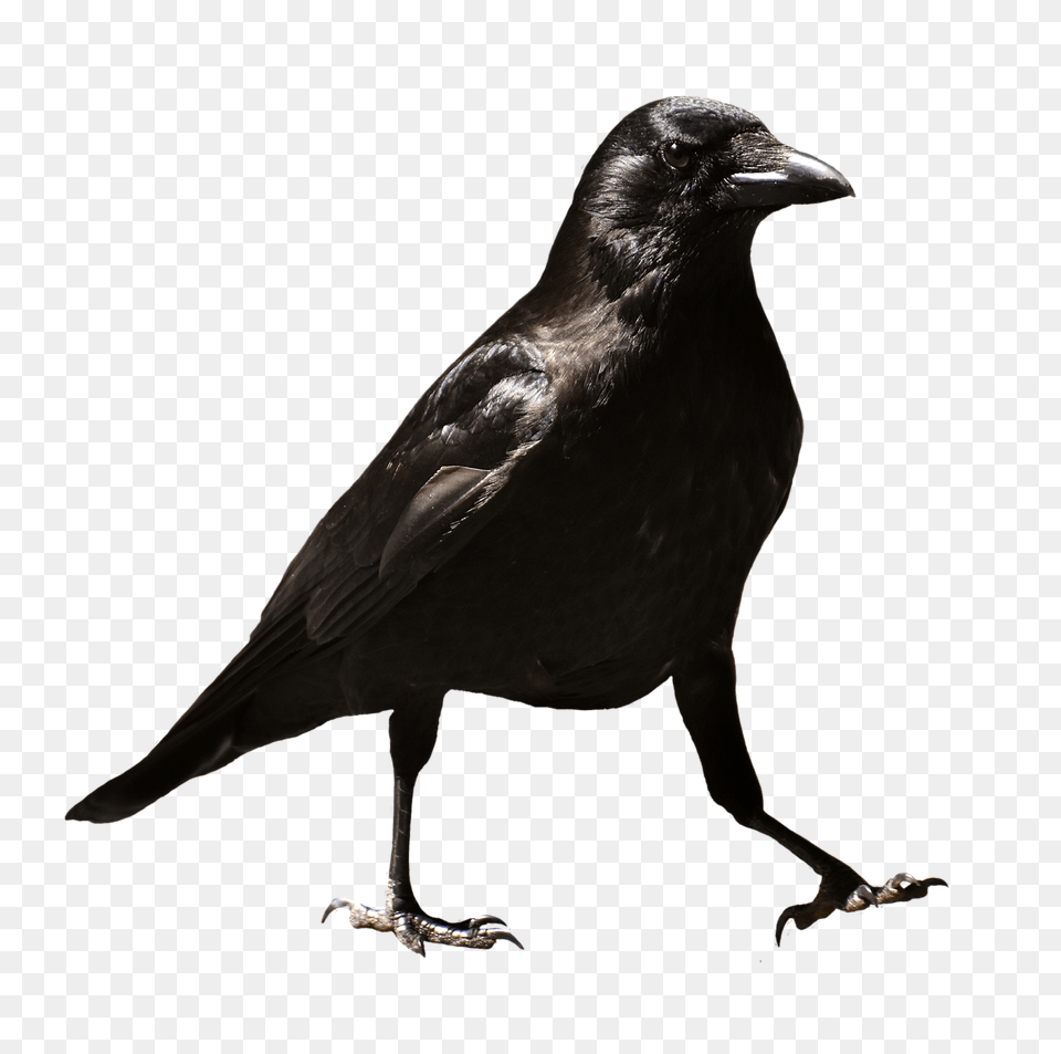 Baltimore Ravens Clipart Clip Art Stock Raven Bird, Animal, Blackbird, Crow Png