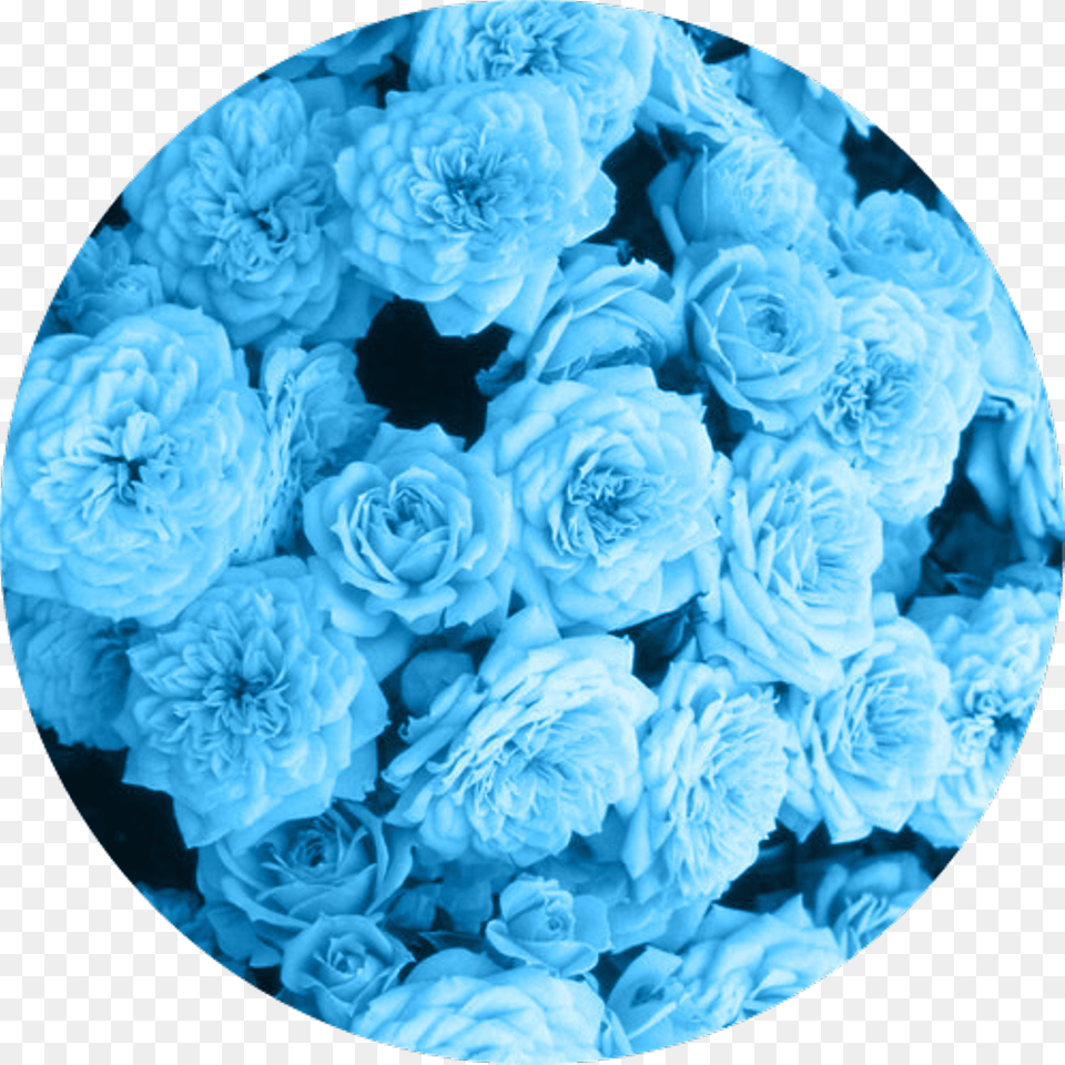 Bambi Blue Tumblr Flower Babyblue Light Blue Flowers Aesthetic, Sphere, Turquoise, Pattern, Plant Free Png Download
