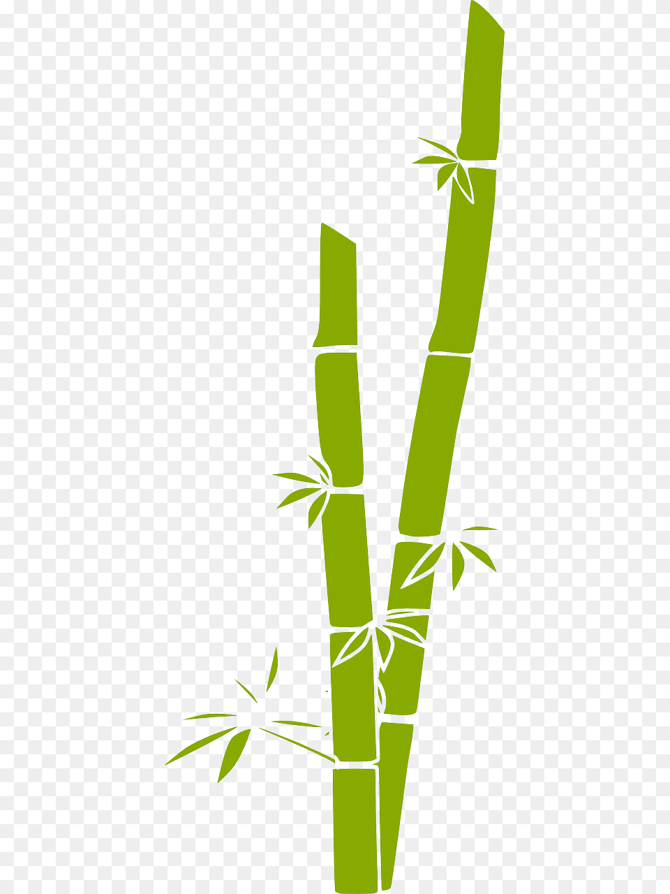 Bamboo, Plant Free Transparent Png