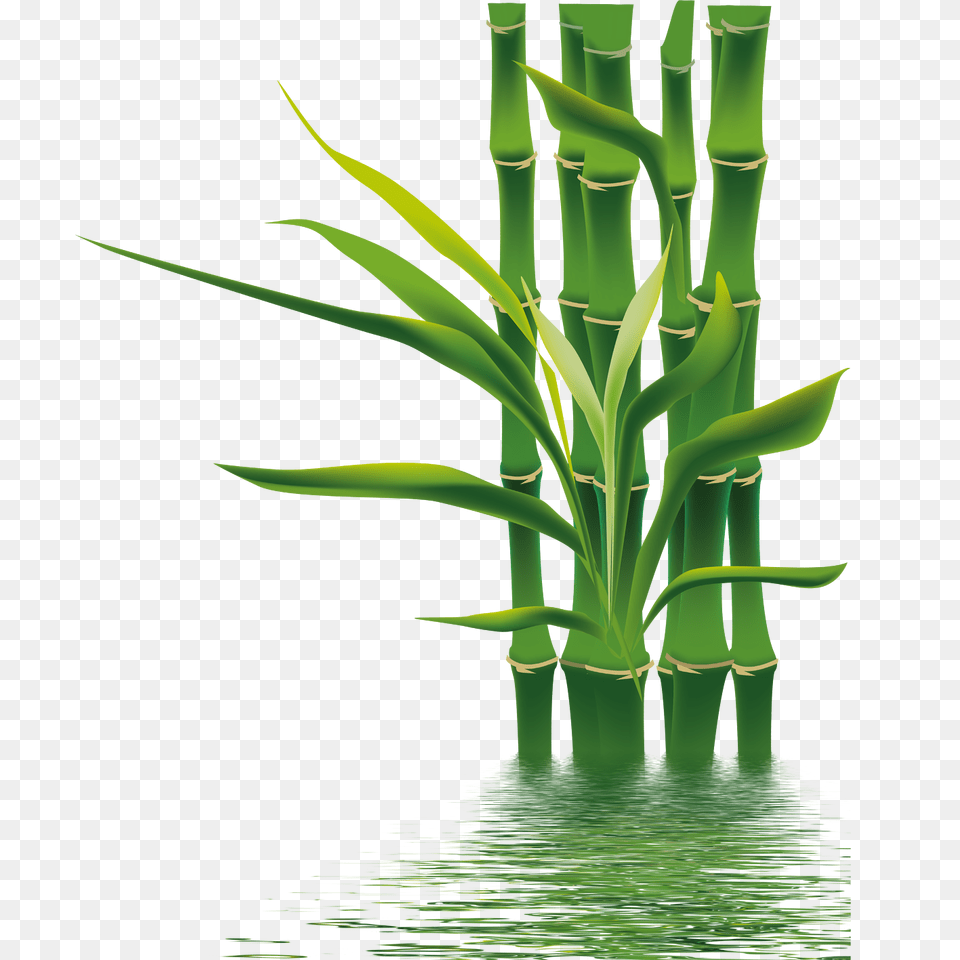 Bamboo, Green, Plant Free Png Download