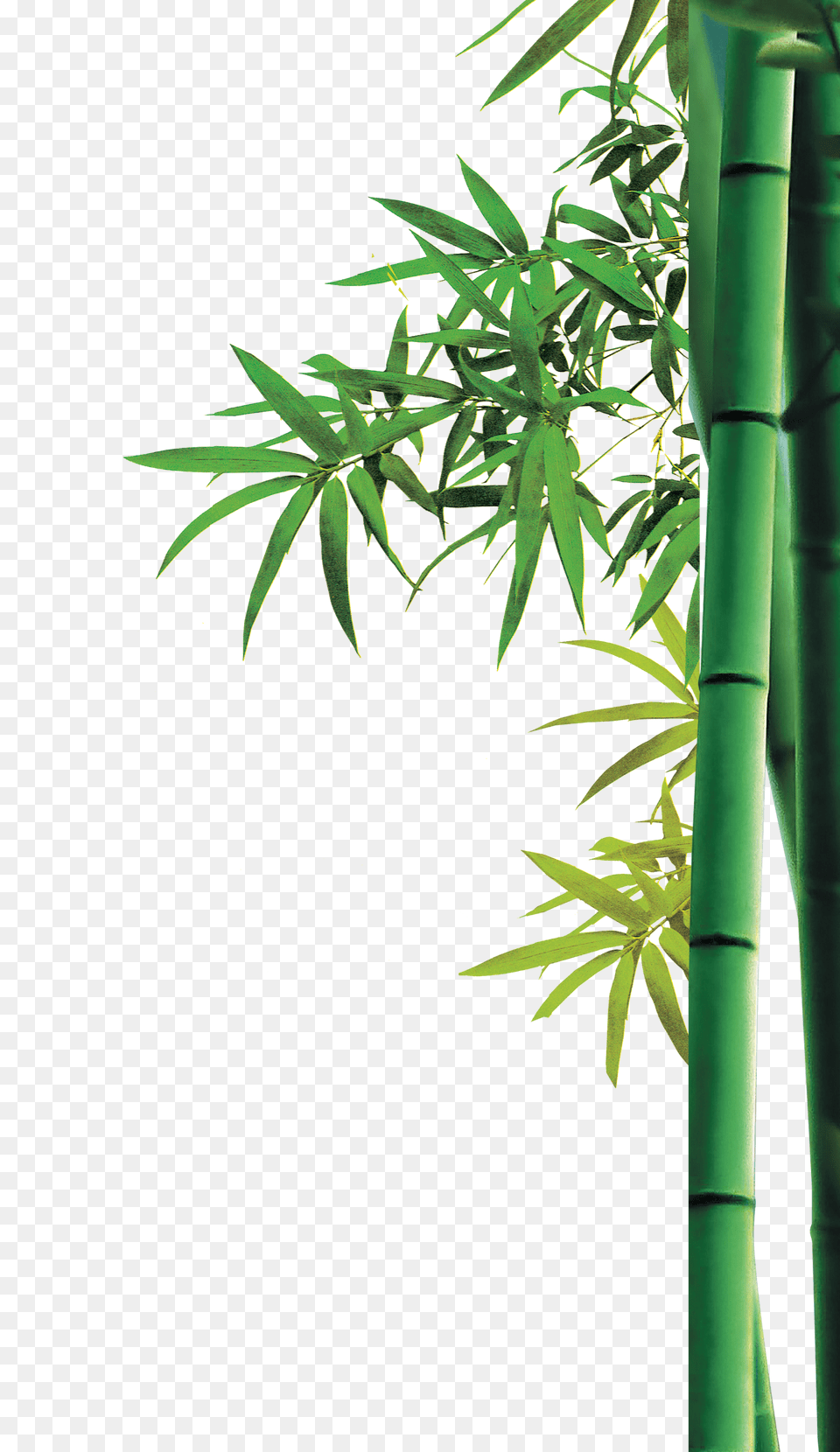 Bamboo, Plant Png