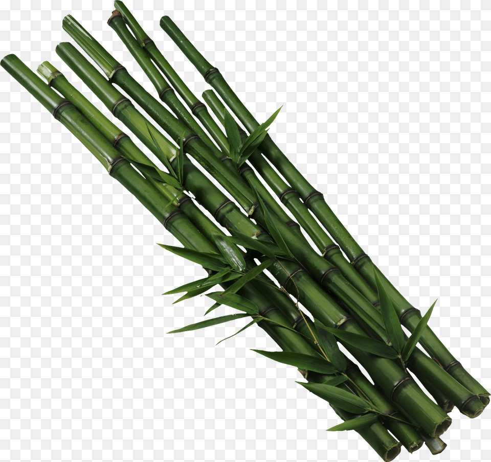 Bamboo, Plant, Dynamite, Weapon Free Png Download