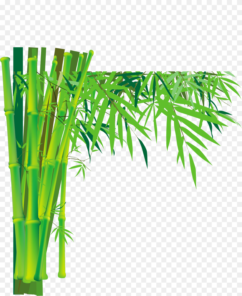 Bamboo, Plant Free Png