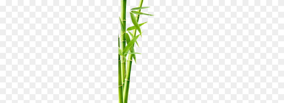 Bamboo, Plant Free Png