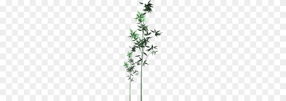 Bamboo Cross, Symbol, Plant Png