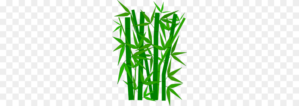 Bamboo Plant Png