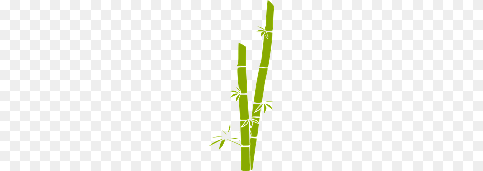 Bamboo Plant Free Png