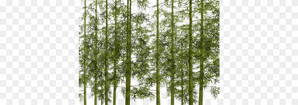 Bamboo Plant Free Png Download