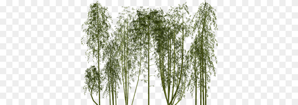 Bamboo Plant, Tree, Vegetation Free Png Download