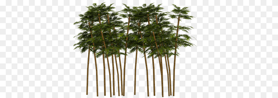 Bamboo Plant, Tree, Palm Tree Free Transparent Png