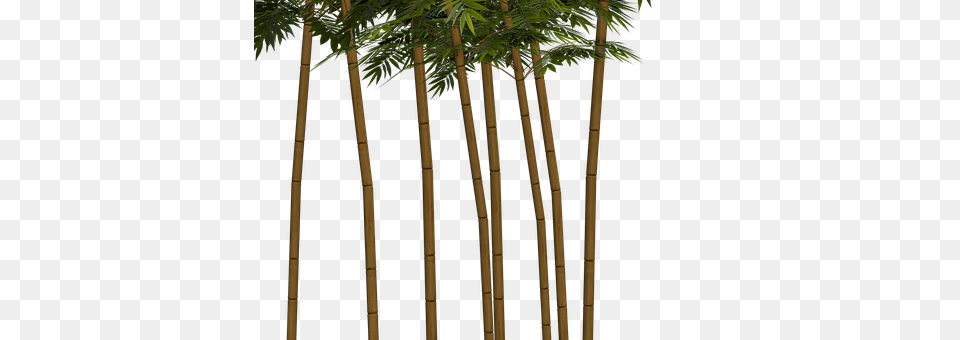 Bamboo Plant, Tree Free Png Download