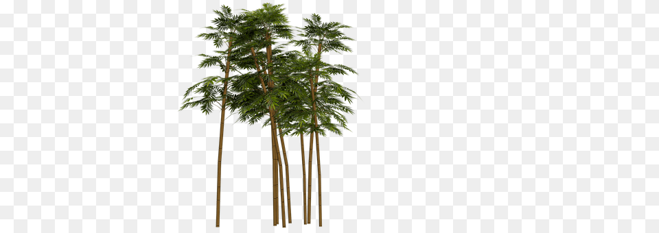 Bamboo Plant, Tree Free Png