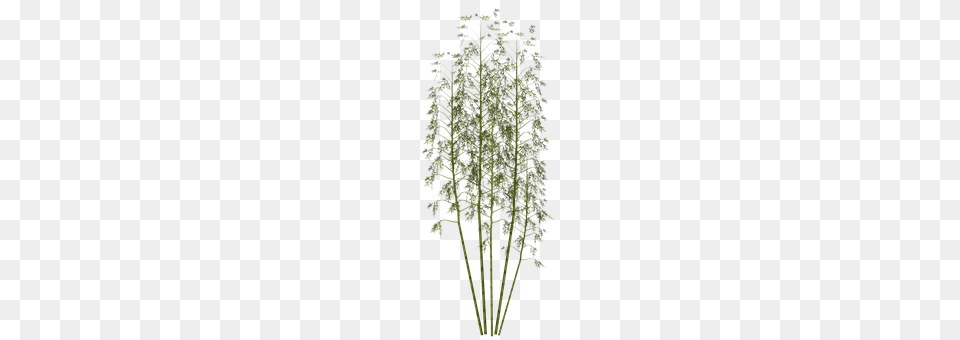 Bamboo Plant, Fern, Leaf Png Image