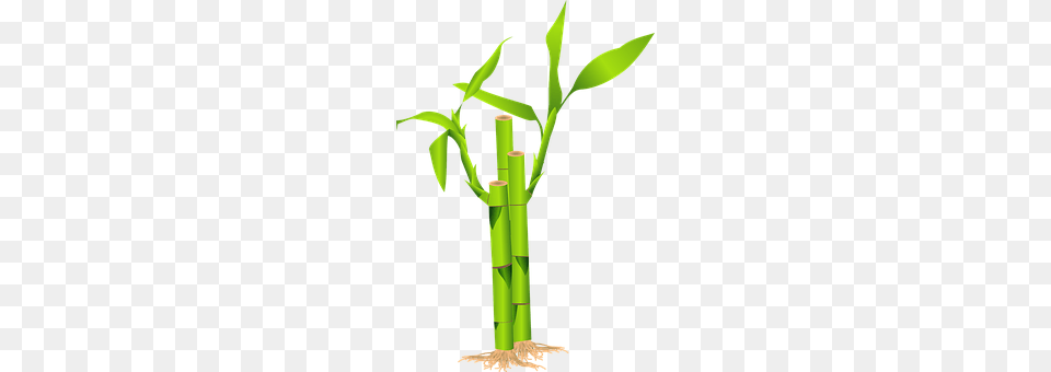 Bamboo Plant, Cross, Symbol Png Image