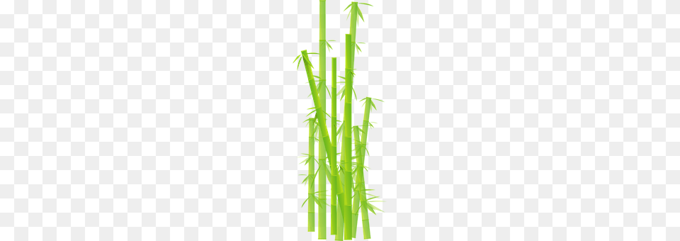 Bamboo Plant, Cross, Symbol Free Png