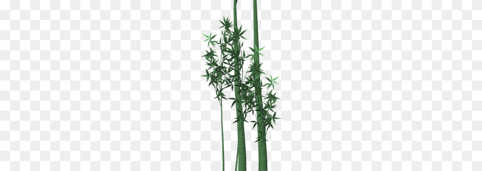 Bamboo Plant Free Transparent Png