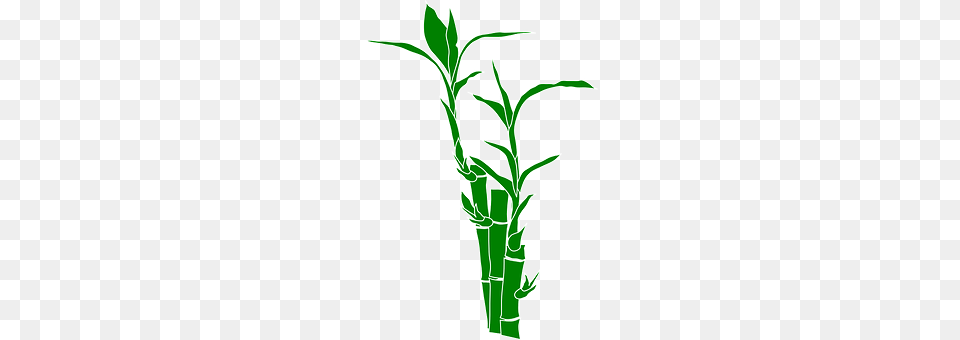 Bamboo Plant, Dynamite, Weapon Free Png