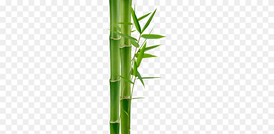 Bamboo, Plant Free Transparent Png