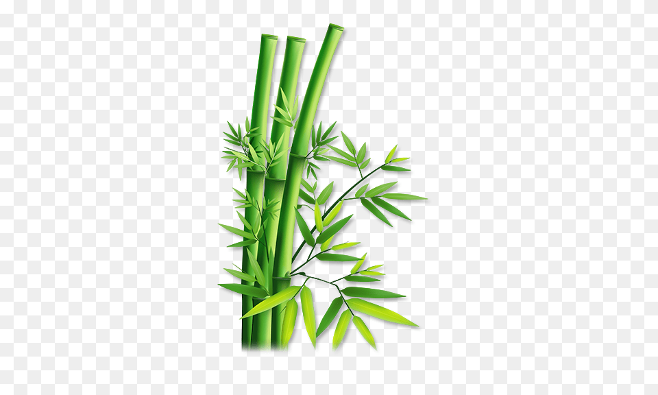 Bamboo, Plant Free Transparent Png