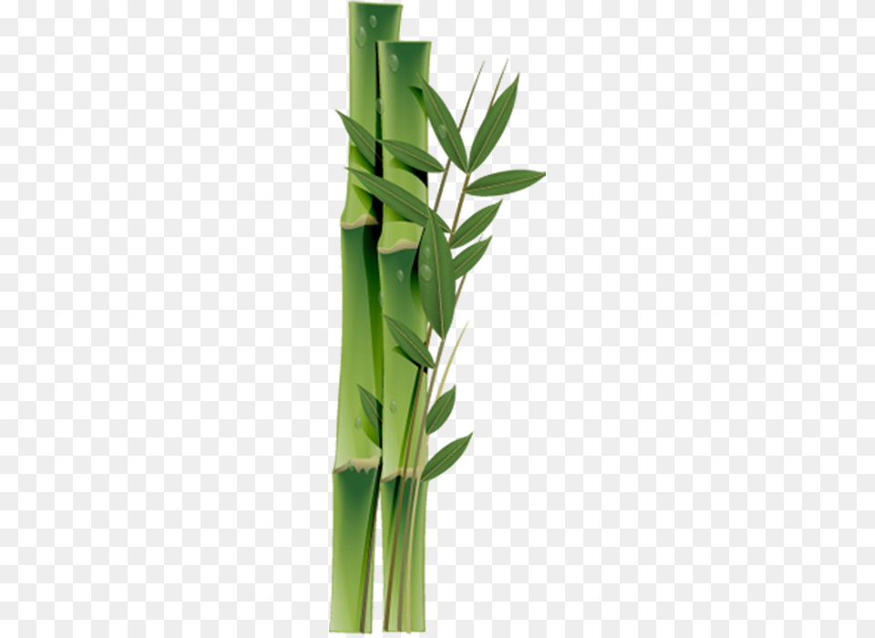 Bamboo, Plant Free Png Download