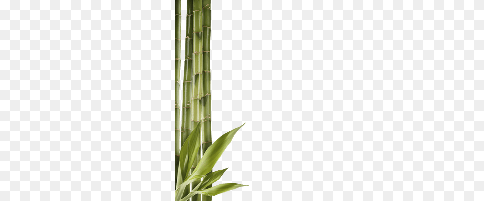 Bamboo, Plant Png