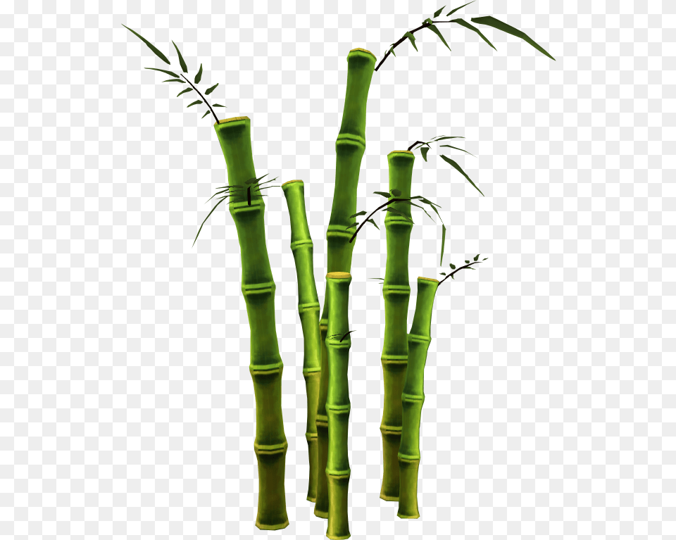 Bamboo, Plant Png