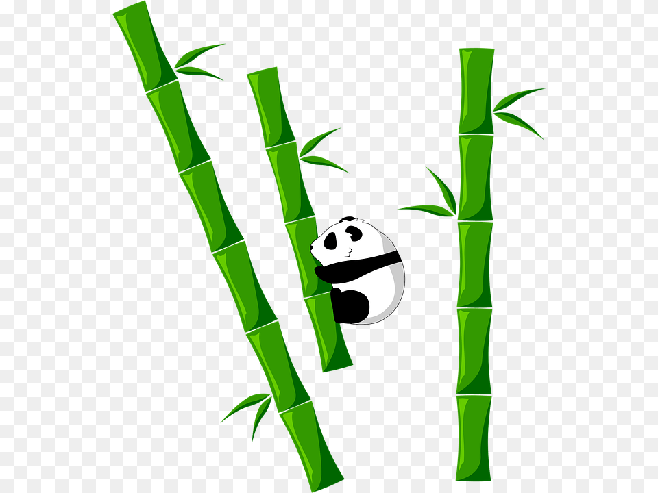 Bamboo, Plant Free Transparent Png