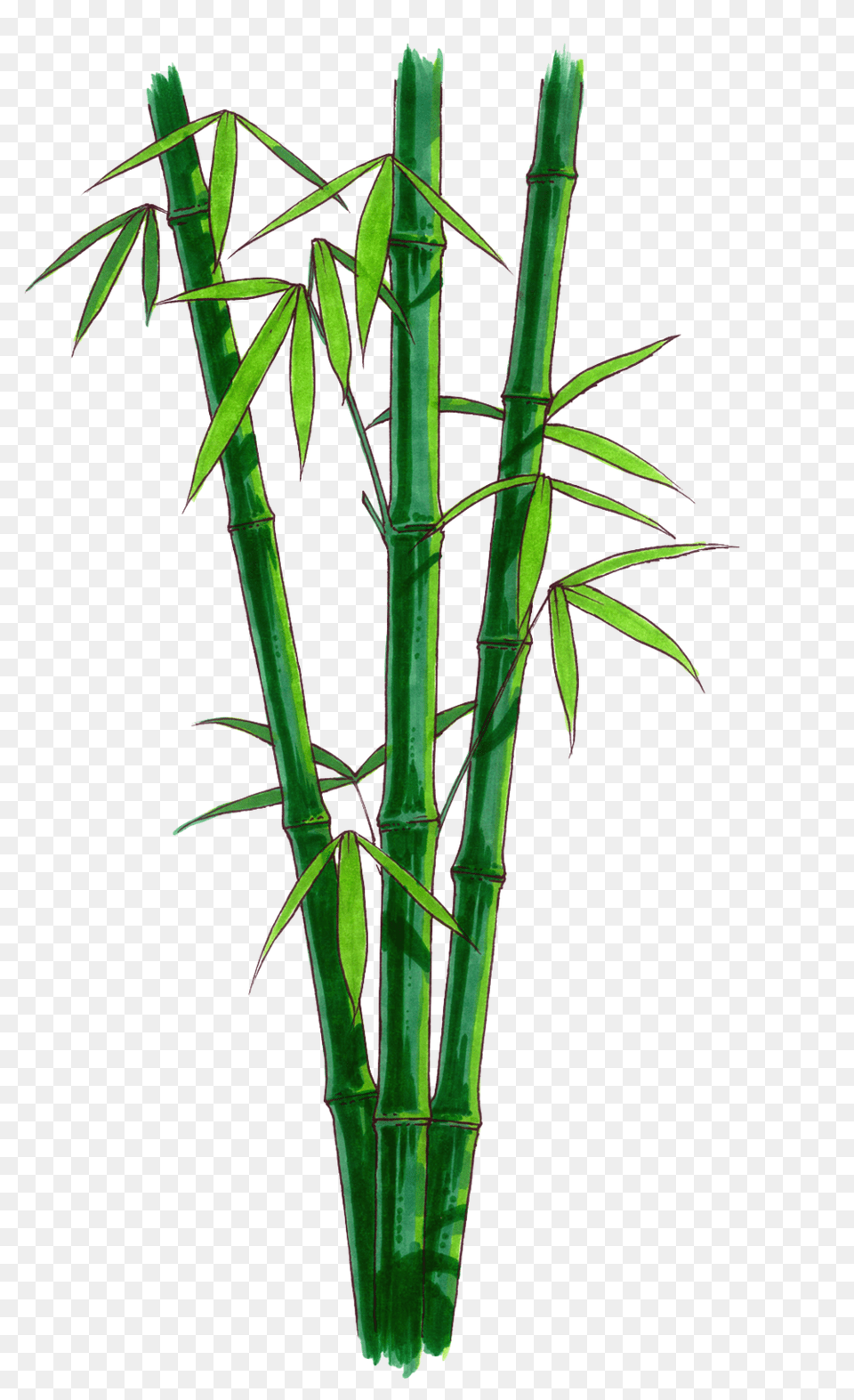 Bamboo, Plant Free Png Download