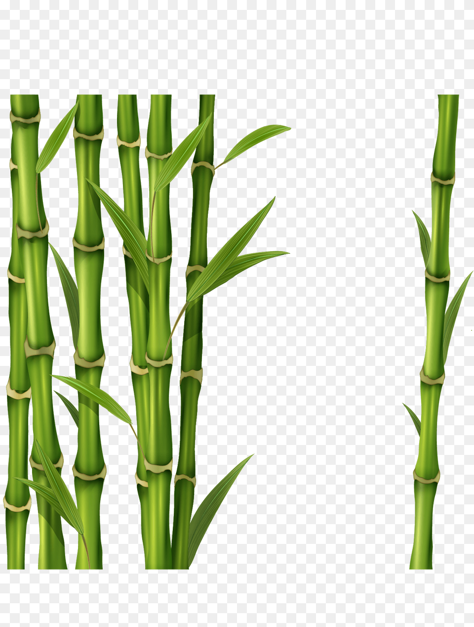 Bamboo, Plant Png