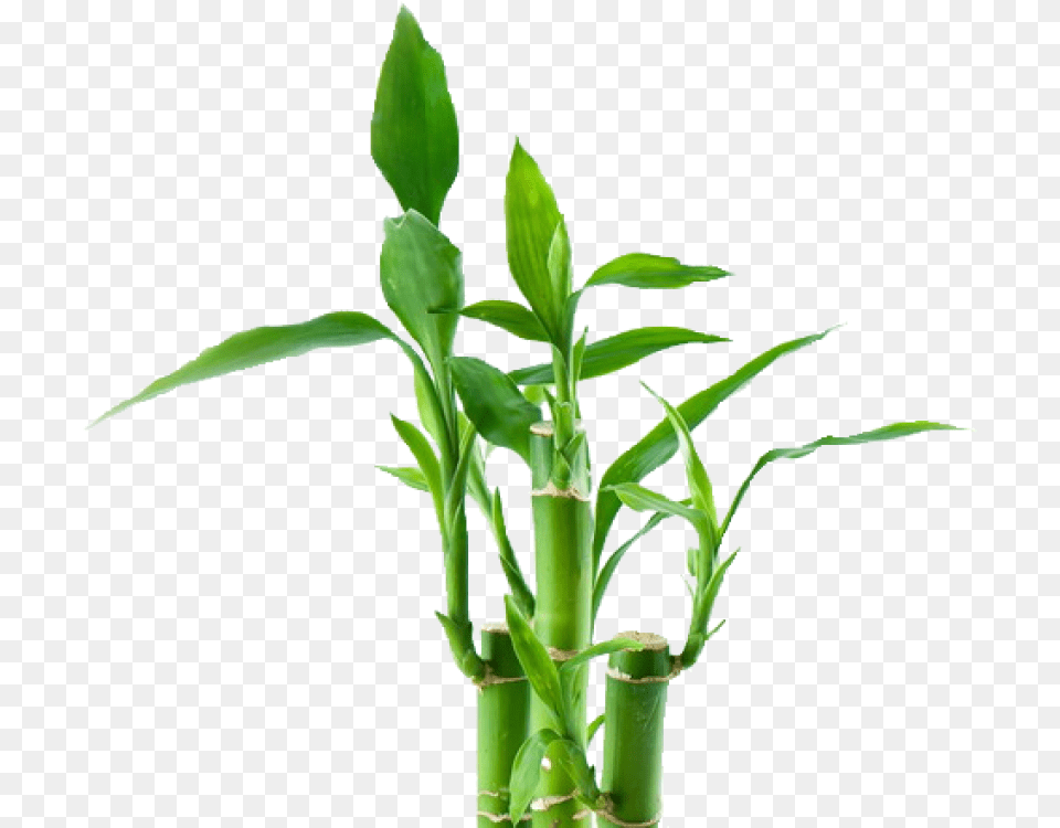 Bamboo, Plant Png