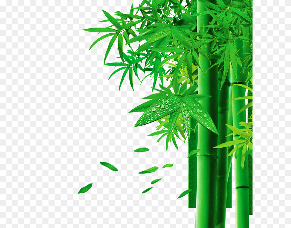 Bamboo, Plant Free Transparent Png