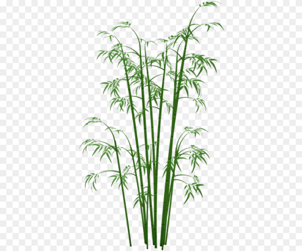 Bamboo, Plant, Fern Free Transparent Png