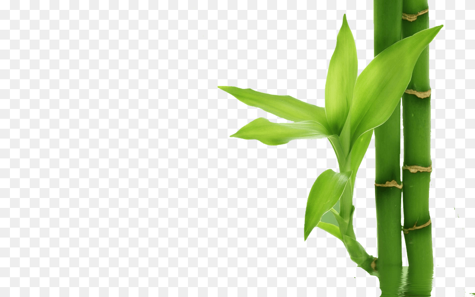 Bamboo, Plant Free Transparent Png