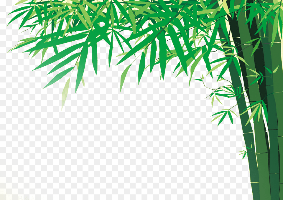 Bamboo, Plant Free Transparent Png