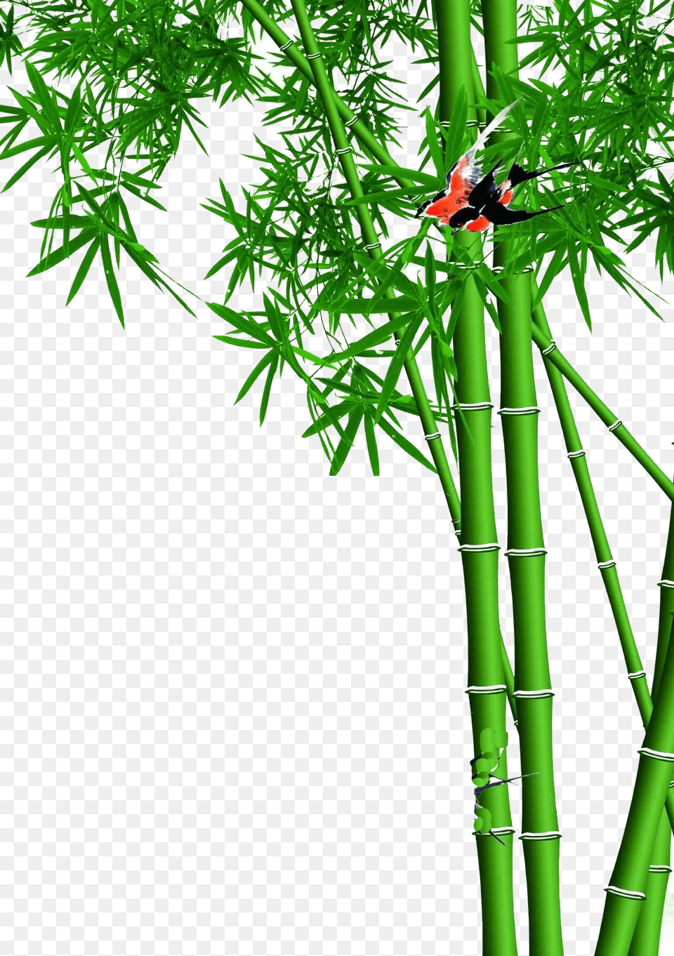 Bamboo, Plant, Animal, Bird Png Image
