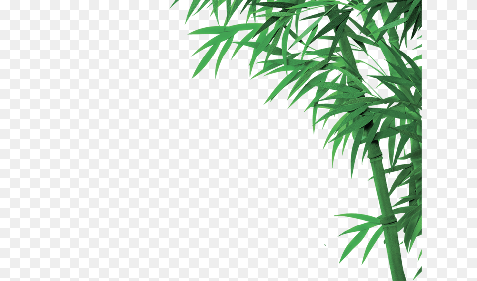 Bamboo, Plant, Vegetation, Green, Tree Png Image