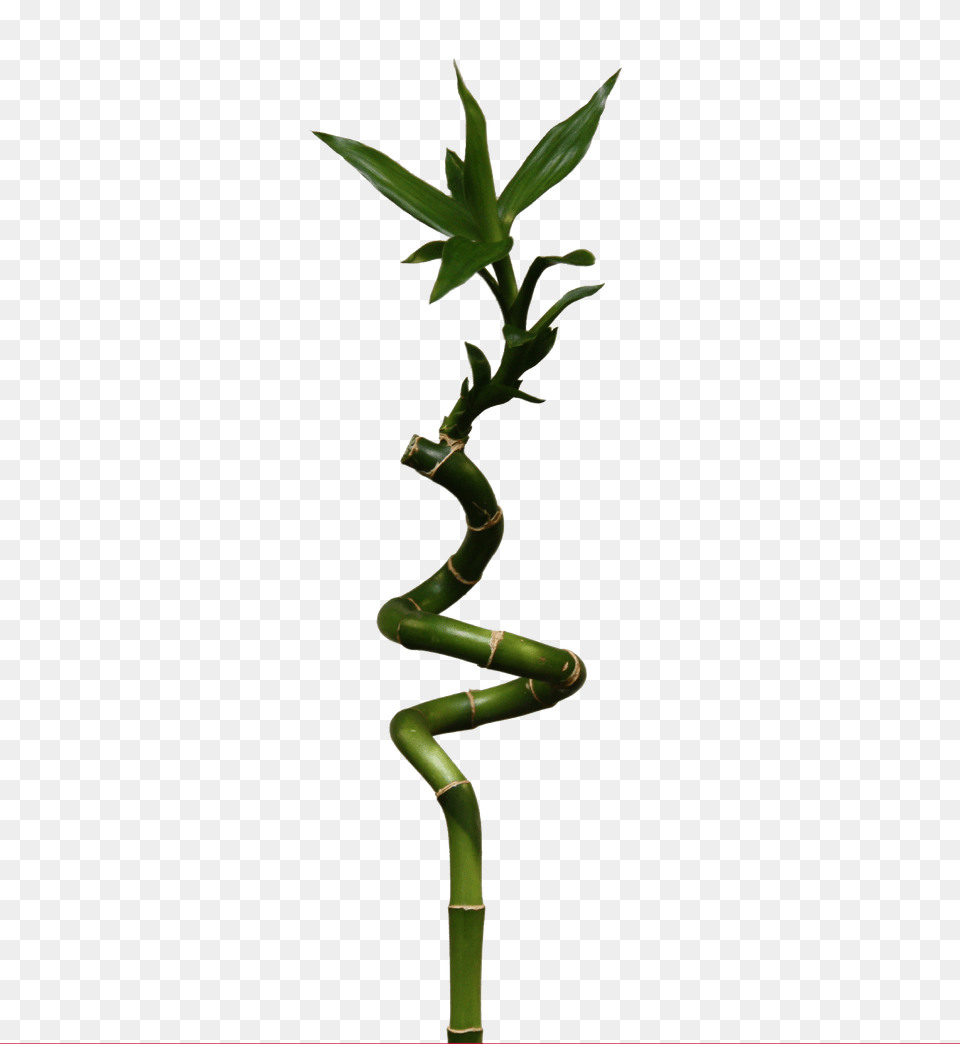 Bamboo, Plant Png