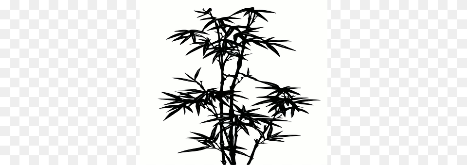 Bamboo Plant Free Transparent Png